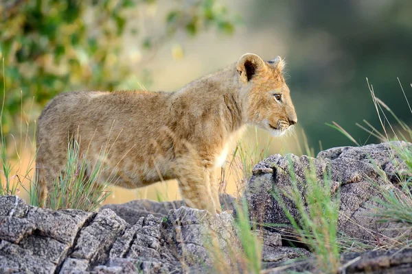 African lion cub — Stock Photo, Image