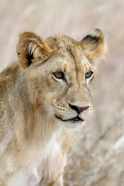 African lion in the Park South Africa — Stock Photo, Image