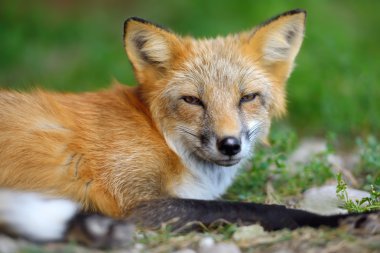 Portre Kızıl Tilki doğada