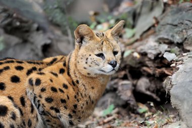 Serval kedisi (Felis serval)