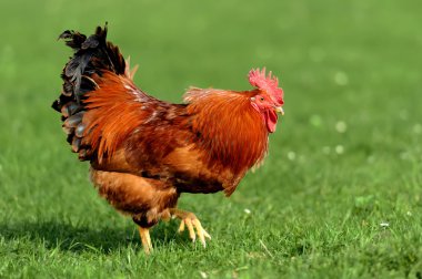 doğa arka plan üzerinde horoz
