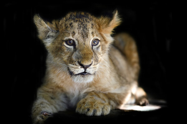 Close little lion cub on black backgroun