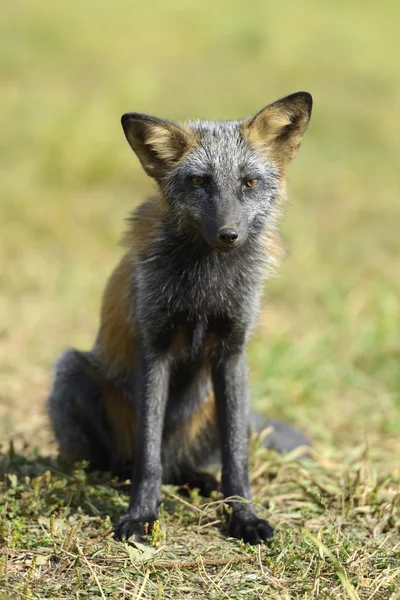 Close Silver Fox — Stock Photo, Image