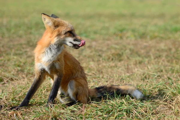 Renard roux dans la nature — Photo