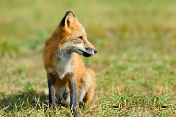 Rode vos in de natuur — Stockfoto