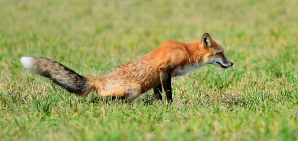 Zorro rojo en la naturaleza —  Fotos de Stock