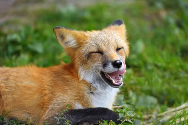 Portret red fox in de natuur — Stockfoto