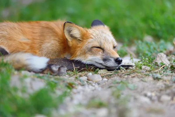 Portret red fox in de natuur — Stockfoto