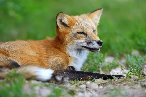 Portrait renard roux dans la nature — Photo