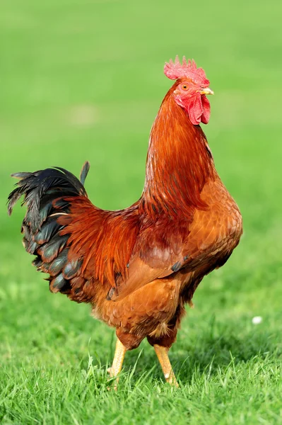 Gallo sobre fondo de la naturaleza — Foto de Stock