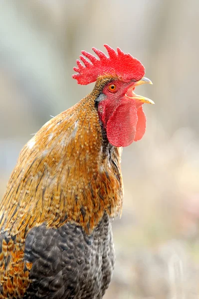Rooster on nature background — Stock Photo, Image