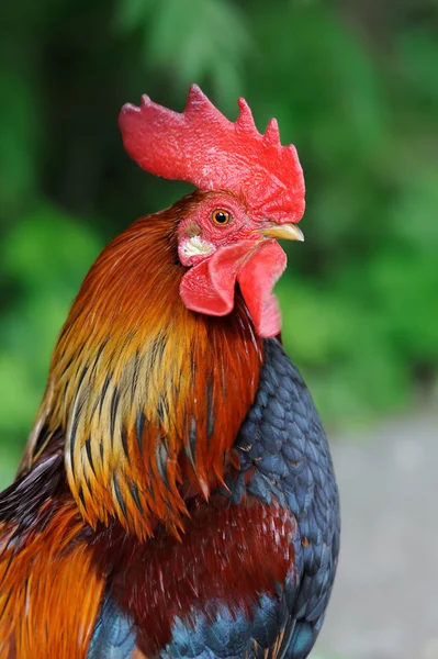 Rooster on nature background — Stock Photo, Image