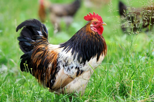 Rooster on nature background — Stock Photo, Image