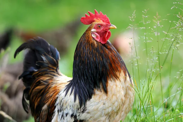 Gallo sobre fondo de la naturaleza — Foto de Stock