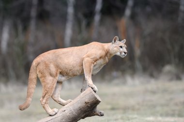 Puma bir ağacı üzerinde duruyor