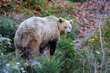 Boz ayı (Ursus arctos) doğada