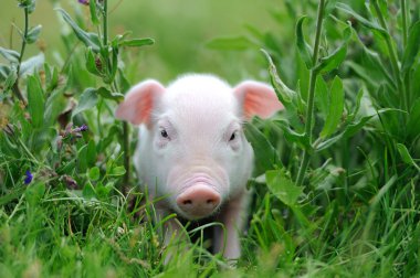 Yeşil çimenlerin üzerinde genç domuz