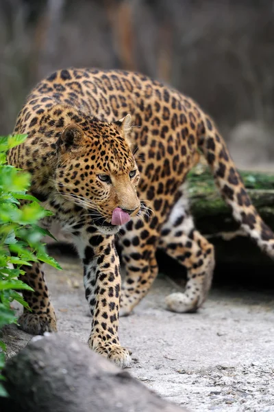 Leopard über die Natur — Stockfoto