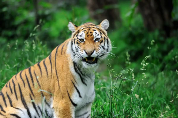 Tigrar på ett gräs — Stockfoto