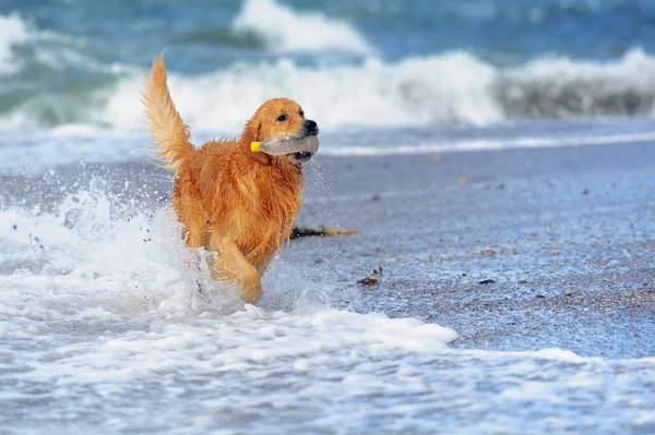 Молодой золотистый ретривер на пляже — стоковое фото