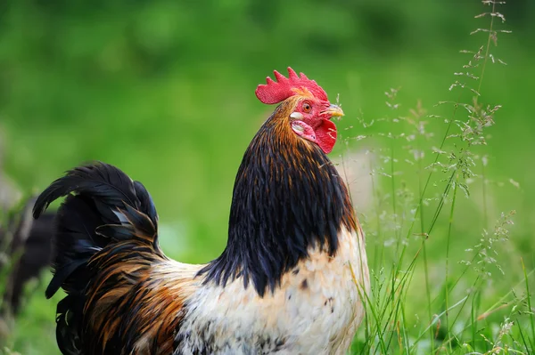 Kohout na farmě — Stock fotografie