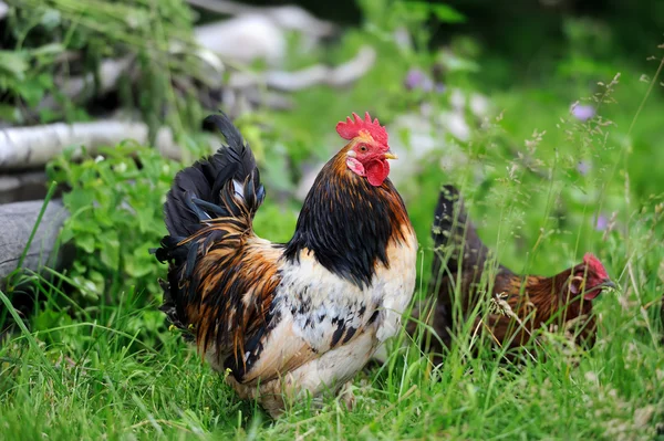 Galo na fazenda — Fotografia de Stock