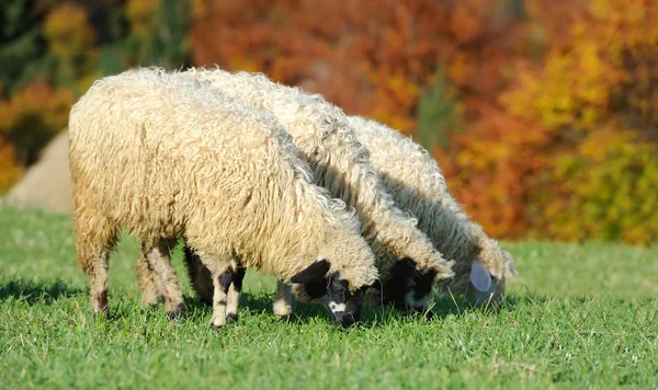 Owce na łące — Zdjęcie stockowe
