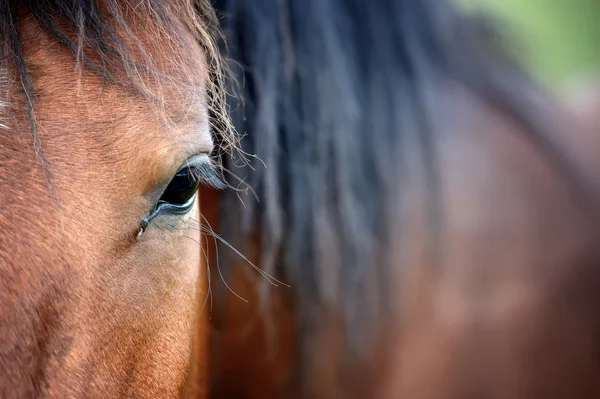 Ögat i Arabiska viken häst — Stockfoto