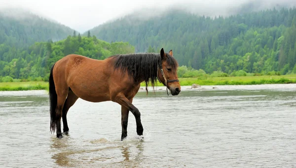 Cavallo in acqua — Foto Stock