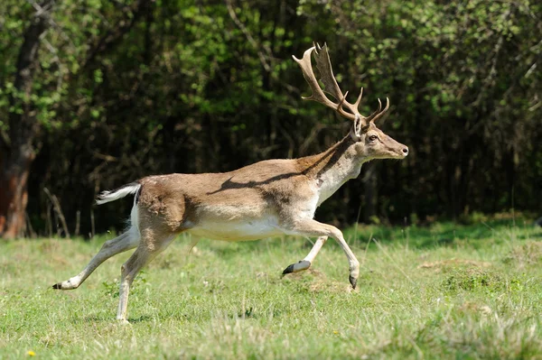 Deer in forest — Stock Photo, Image