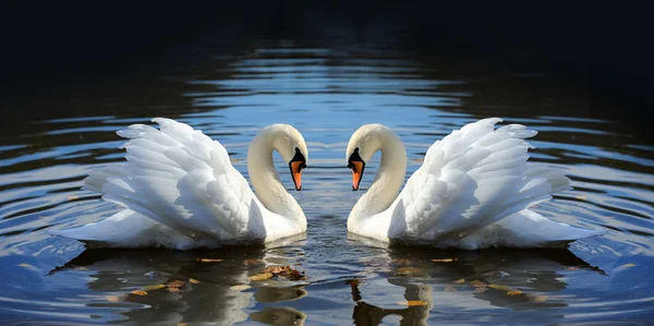 Swan in the lake Royalty Free Stock Images
