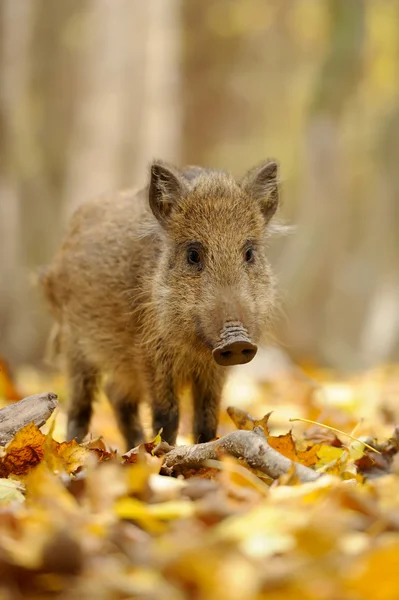 Wild boar in autumn forest Stock Picture