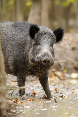 sonbahar ormanında yaban domuzu