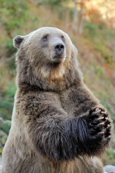 Orso bruno (Ursus arctos) in natura — Foto Stock