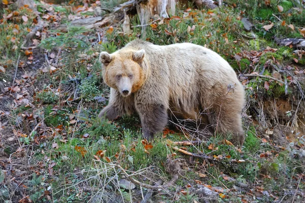 Бурий ведмідь (Урсус arctos) в природі — стокове фото