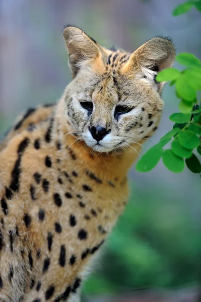 Сервальная кошка (Felis serval ) — стоковое фото