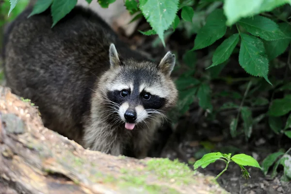 Raccoon in het forest — Stockfoto