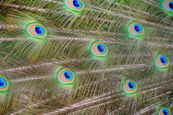 Peacock feather texture — Stock Photo, Image