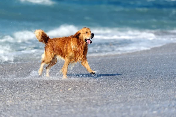 年轻的黄金猎犬，在海滩上 — 图库照片