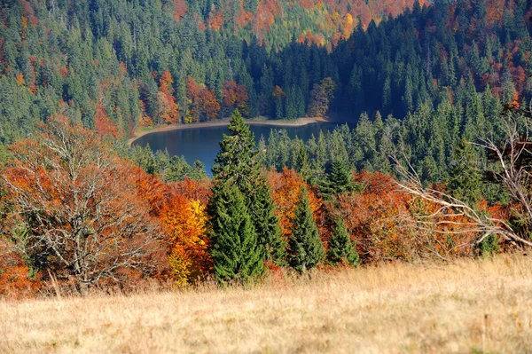 Lac forestier en automne — Photo
