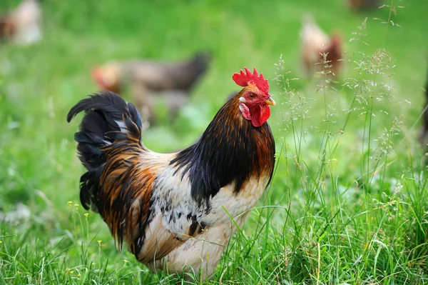 Rooster in farm — Stock Photo, Image