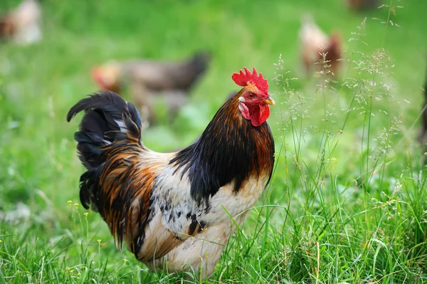 Gallo en la granja —  Fotos de Stock