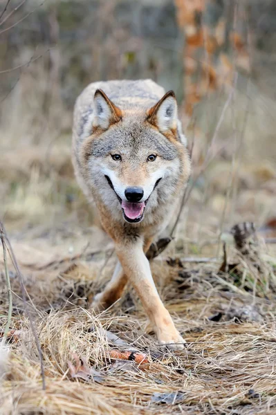 Wild wolf in bos — Stockfoto