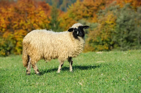Πρόβατα σε λιβάδι — Φωτογραφία Αρχείου