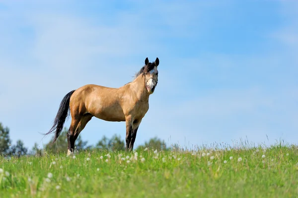 Cavalo em pasto — Fotografia de Stock
