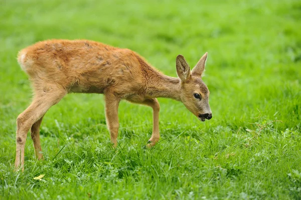 Herten in bos — Stockfoto