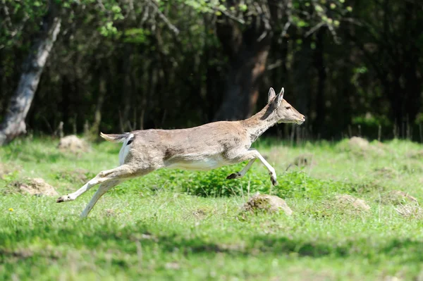 Herten in de natuurlijke omgeving — Stockfoto