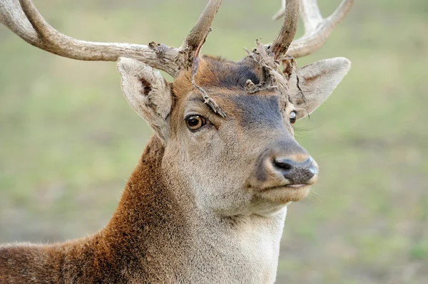 Herten in bos — Stockfoto