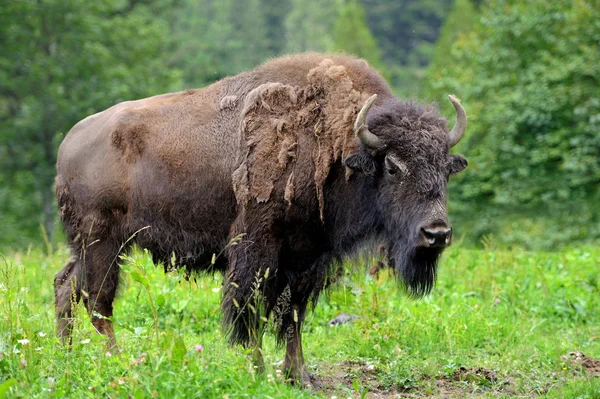 Large male bison — Stock Photo, Image