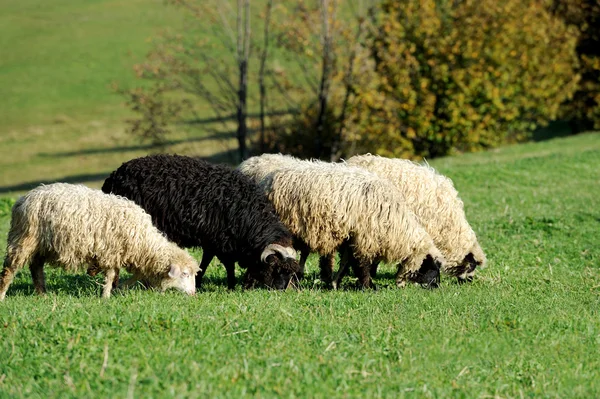 Sheep on a meadow Royalty Free Stock Photos